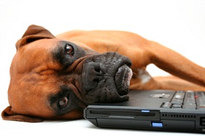 Dog laying on laptop - are you proud of your website